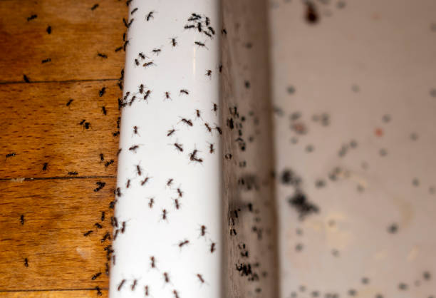 Best Wasp Removal Services  in Beavercreek, OR