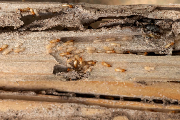 Best Termite Control Services  in Beavercreek, OR